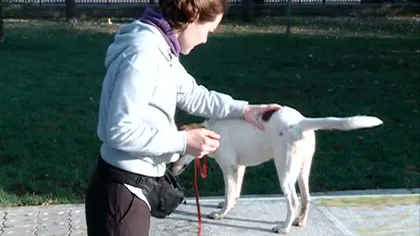 Lecţii de bună purtare pentru câini: Cum să-ţi dresezi gratis maidanezul adoptat VIDEO