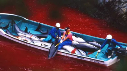 REVOLTĂTOR: 15.000 de delfini sunt ucişi anual în PERU pentru a fi folosiţi ca momeală pentru rechini