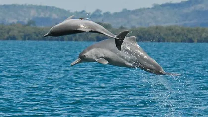 O nouă specie de delfini, descoperită în apropierea Australiei FOTO