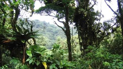 Posibile noi specii de animale, descoperite într-o pădure tropicală din Surinam