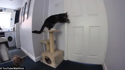 Clip INEDIT. Gestul NOBIL făcut de o pisică pentru un căţel VIDEO