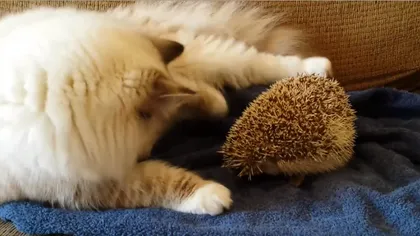 Ce se întâmplă cu o pisicuţă care se aşează pe un... arici VIDEO