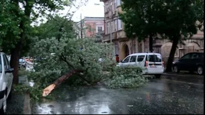 Un copac a căzut peste o maşină din Sectorul 3 al Capitalei