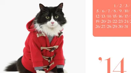 Haine pentru pisici: Ce mai este în trend pentru 2014 în materie de modă pentru feline FOTO