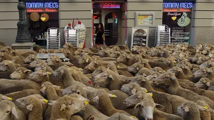Mii de oi au BLOCAT centrul oraşului Madrid. Vezi ce s-a întâmplat VIDEO