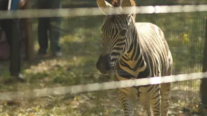 Vier Pfoten cere să fie identificaţi vinovaţii în cazul zebrei care a murit la Zoo Timişoara