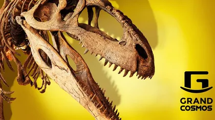 Ce a mâncat un dinozaur în urmă cu 110 milioane de ani. Cercetătorii au descoperit care a fost ultima sa masă