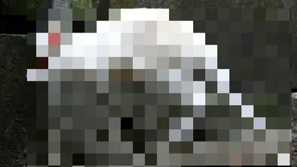 Un cangur alb, găsit în Australia: Experţii sunt uimiţi că a reuşit să supravieţuiască FOTO