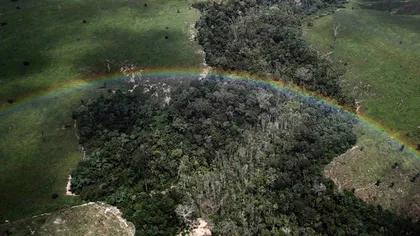 Amazonia, de la Paradis la Infern. Cum se distruge ecosistemul Terrei GALERIE FOTO