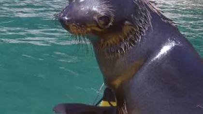 Un pui de focă curios a surprins doi oameni VIDEO