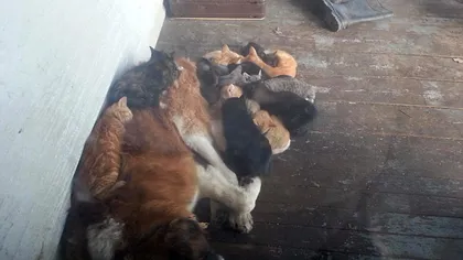 Câinele cu o inimă imensă: Are grijă de zeci de pisici maidaneze FOTO