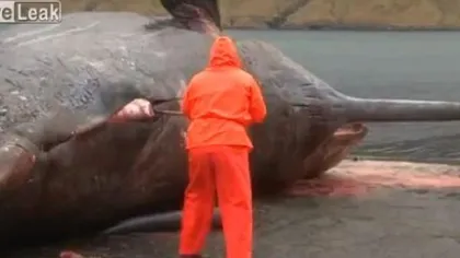 Scenă INCREDIBILĂ: Ce se întâmplă cu o balenă eşuată în momentul în care un pescar îi secţionează abdomenul