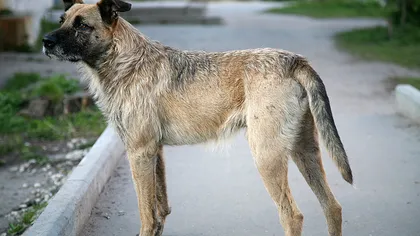 ASPA: Patru câini adoptaţi, găsiţi abandonaţi pe stradă. Stăpânii lor vor avea dosare penale