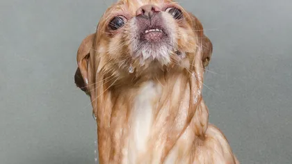 Pufoşenii transformate în hidoşenii: Fotografii amuzante ale câinilor uzi leoarcă