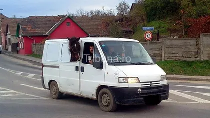 FOTOGRAFIA ZILEI: Cu calul în microbuz. O fi taxat bilet?
