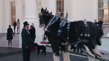 Bradul de Crăciun a ajuns la Casa Albă într-o trăsură trasă de cai