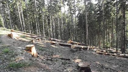 Ministrul Mediului: Pot să vă confirm astăzi că în România se taie într-un an peste 38 milioane de metri cubi de lemn