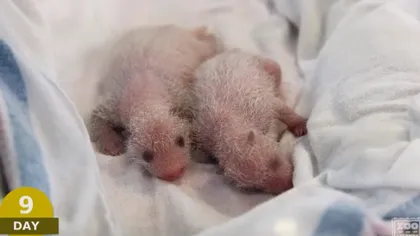 Video EMOŢIONANT. Primele 100 de zile din viaţa a doi pui de panda