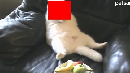 Cel mai DULCE clip posibil: O pisicuţă PUFOASĂ linge o ACADEA VIDEO