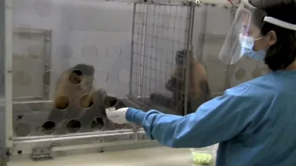 Ce se întâmplă când plăteşti două maimuţe inegal VIDEO