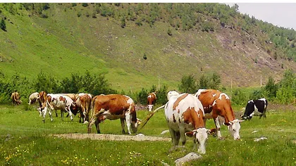 Vier Pfoten, protest împotriva deciziei României de a exporta jumătate de milion de vaci în China