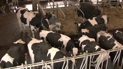 Vacile româneşti vor ajunge în China. Fermierii primesc o sumă frumuşică pentru fiecare bovină