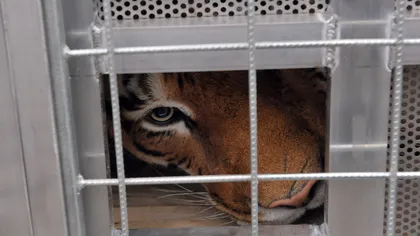 Şase tigri de circ din Germania au fost salvaţi de Vier Pfoten: Acum se află în Africa FOTO