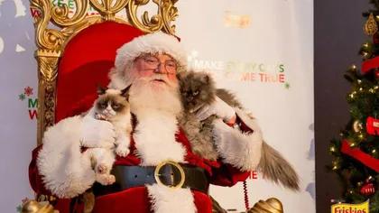 Cele mai faimoase pisici ale globului, Grumpy Cat şi Colonel Meow, într-un videoclip de Crăciun VIDEO