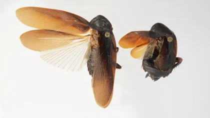 Invazia gândacilor: New York este cotropit de o specie de insecte extrem de rezistente la frig