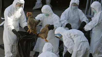 MAE avertizează cetăţenii români: Este ALERTĂ pentru pandemie de gripă aviară în Hong-Kong