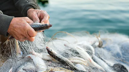 România menţine cotele de calcan la nivelul celor din 2013, pentru a sprijini comunităţile de pescari