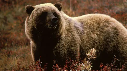 Urşii grizzly ne pot oferi informaţii despre... obezitate