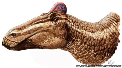 Dinozauri cu creastă de cocoş: Cercetătorii au descoperit o specie cu un ornament pe cap FOTO