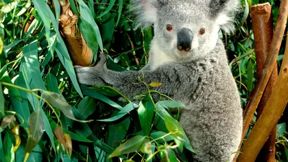 Micuţul koala emite sunete la fel de grave ca elefantul