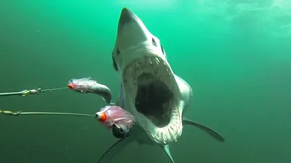 Imagini înfricoşătoare: Cum este să fii vânat şi mâncat de rechin VIDEO