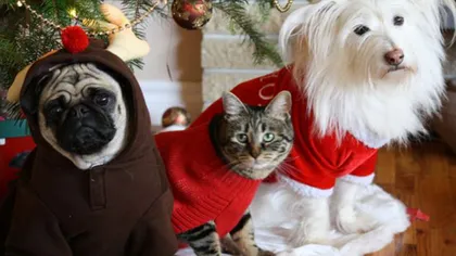 Cele mai haioase animale îmbrăcate în hăinuţe de Crăciun FOTO