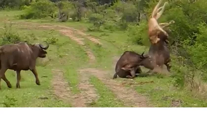 Imagini spectaculoase: Un leu este aruncat la câţiva metri în aer de un bivol VIDEO