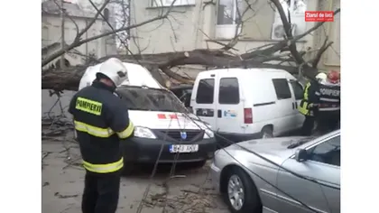 VIJELIE în Iaşi. Un copac a căzut peste trei maşini VIDEO