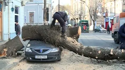 Copac căzut peste o maşină în Capitală. Traficul a fost blocat GALERIE FOTO