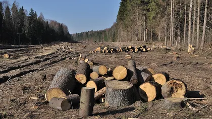 Parlamentarii PNL votează împotriva proiectului PSD care dă liber la defrişarea pădurilor