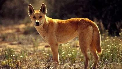 Câinii dingo, animale emblematice ale Australiei, sunt în pragul dispariţiei