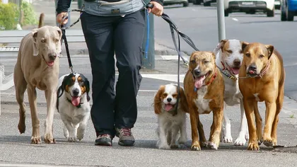 Guvernul a discutat normele pentru câinii fără stăpân, dar a decis ca dezbaterea să continue