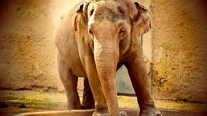 Un elefant s-a plimbat două ore prin Roma, după ce a evadat de la circ
