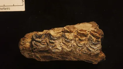 Fosile ale unor cai dintr-o specie necunoscută, descoperite în Etiopia