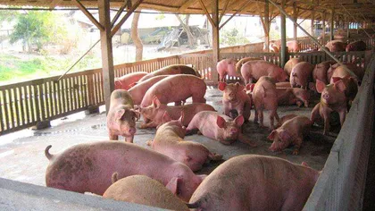 Afacere grasă de CRĂCIUN. Hoţii au furat 120 de porci