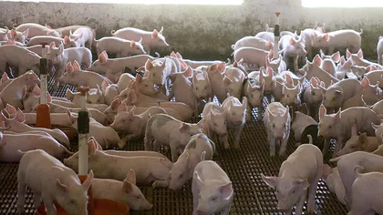 Proprietarii de porci cu TRICHINELOZĂ să NU vândă carnea. Vor fi despăgubiţi