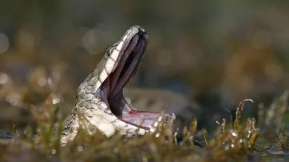 ŞERPII CARE MERG la PESCUIT: Pare o creatură LETALĂ, dar această reptilă este INOFENSIVĂ GALERIE FOTO