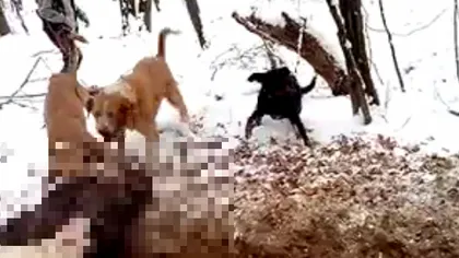 STIREA TA: Câini de vânătoare, puşi să sfâşie un mistreţ VIDEO REVOLTĂTOR