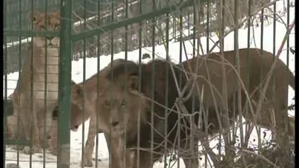 Iarnă grea pentru animalele de la zoo Braşov: Se încălzesc la calorifere, în lipsa unor noi adăposturi VIDEO