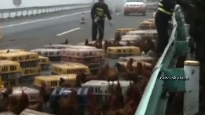 Poliţişti pe urmele...GĂINILOR: Un camion cu păsări s-a răsturnat, iar galinaceele au luat-o razna VIDEO
